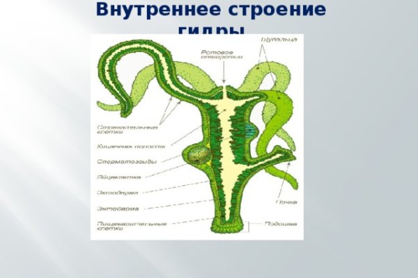 Http kraken